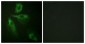 ADD1 Antibody (aa411-460)